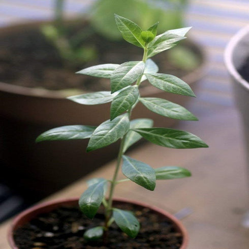 Live Henna/Mehndi Herbal Plant with Pot